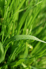 dew of rain, drops of water on a blade of grass against a background of a lush green meadow, close-up