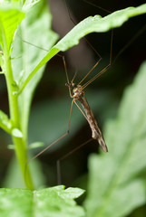 Tipula entre hojas