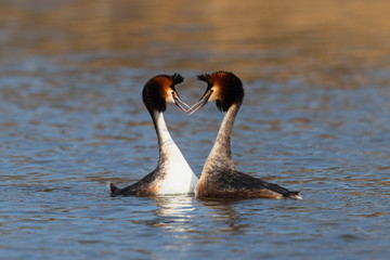 Great Crested Grebe couple showing affection in the north - Noord Holland - of the Netherlands