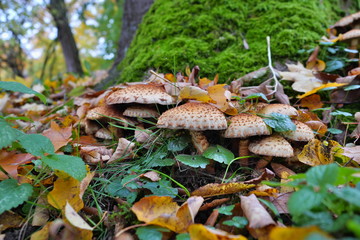 Mushrooms under a tree in autumn.