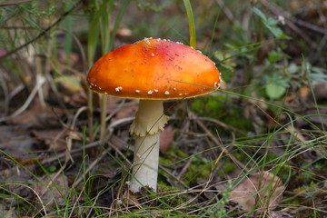 Autumn in the forest. Amanitaes.	