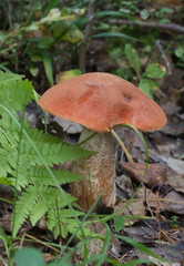 Boletus mushroom in the autumn forest