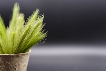Close-up of cereal spikes, macrophotography. Season harvest, fresh cereals on black background....