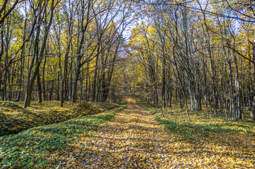 Road in fallen foliage and yellowed trees in the autumn forest