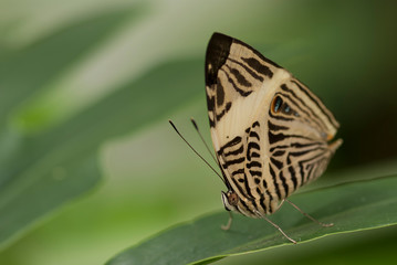 Mariposa sobre hoja
