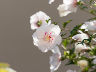 Hibiscus syriacus | Fleurs semi-double 'China chiffon' blanche avec des stries rouges