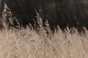 Obraz premium Thickets of wild grass in late autumn backgrounde.