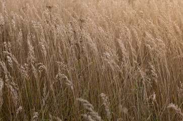 Thickets of wild grass in late autumn backgrounde.