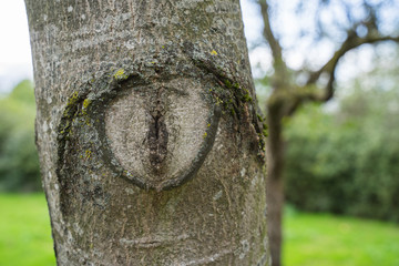A knothole on a trimmed tree trunk.
