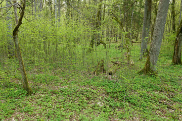 Fototapeta premium Beautiful view of tjhe original Bialowieza Forest, Poland