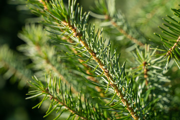 Fresh green evergreen tree branches at tree farm