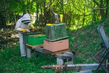 woman beekeeper rehoming wild bees