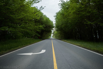 Fototapeta premium road in the forest