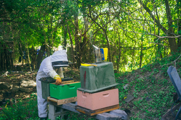 woman beekeeper rehoming wild bees