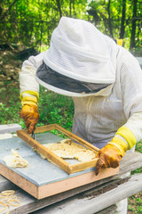 woman beekeeper rehoming wild bees