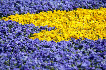 flowerbed with different flowers pansies
