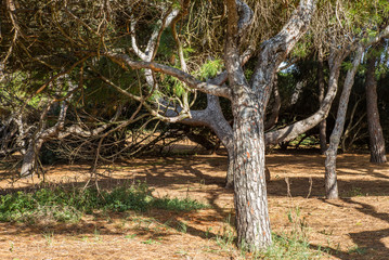 The empty pine trees forest in Tuscany near the Baratti gulf - 1
