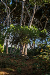 The empty pine trees forest in Tuscany near the Baratti gulf - 3