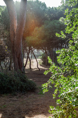 The empty pine trees forest in Tuscany near the Baratti gulf - 4