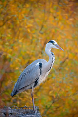 Grey Heron (Ardea cinerea) sitting in front of colourful autumn leaves.