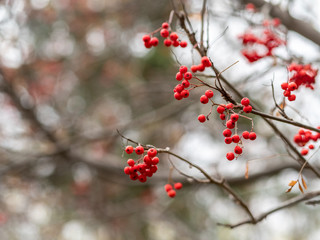 Red rowan berries in the fall on branches with fallen leaves.