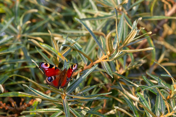 European peacock (Aglais io) on Juist, East Frisian Islands, Germany.