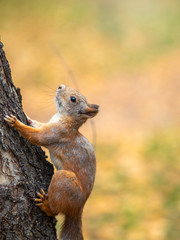 Naklejka na ściany i meble Autumn squirrel climbs up a tree trunk