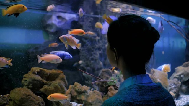 Underwater life, tourism, education and entertainment concept. Back view of woman silhouette looking at fish in large public aquarium tank at oceanarium with low light illumination