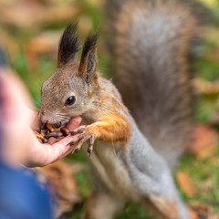 Girl feeds a squirrel with nuts in an autumn park.