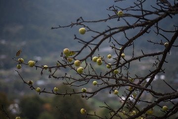 Autumn apple tree
