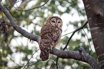 A Barred Owl perched on a bare treelimb on a winter morning turned to look backward.