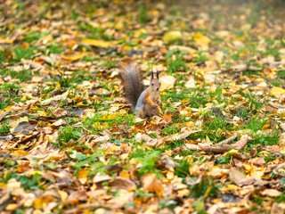 Autumn squirrel on green grass with fallen yellow leaves