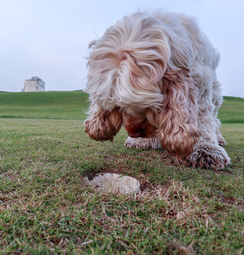 English Cocker Spaniel Dog at looking down a hole at Golf Course in England using Canon 11mm - 22mm Wide Angle Lens