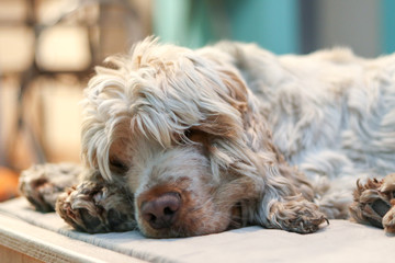 Happy English Cocker Spaniel Orange Roan Dog