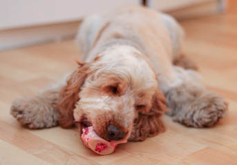 Happy English Cocker Spaniel Orange Roan Dog
