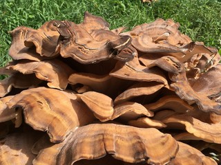 Giant Mushroom/Fungus