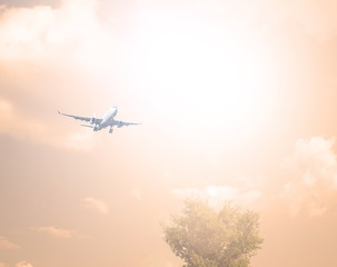 Airliner in the sky over a tree. The evening sunset.