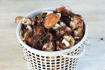 Suillus mushrooms in a plastic basket. An armful of dirty, unpeeled, butter fungi on the table with a knife.