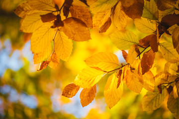 Colorful autumn leaves close up. Fall wallpaper