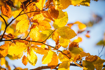 Fototapeta na wymiar Colorful autumn leaves close up. Fall wallpaper