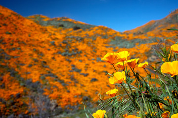 Wildflower Super Bloom