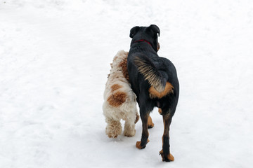 Happy English Cocker Spaniel Orange Roan Dog