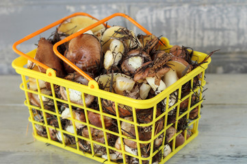 Suillus mushrooms in a plastic basket. An armful of dirty, unpeeled, butter fungi on the table with a knife.