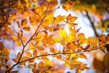 Colorful autumn leaves close up. Fall wallpaper