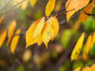 Obraz premium Birch branches with yellow leaves in autumn, in the light of sunset.