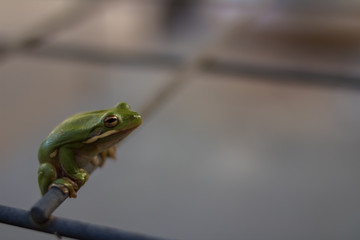 green tree frog