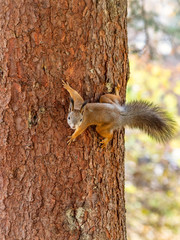 Autumn squirrel climbs up a tree trunk
