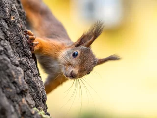 Abwaschbare Fototapete Eichhörnchen Porträt eines Eichhörnchens auf einem Baumstamm