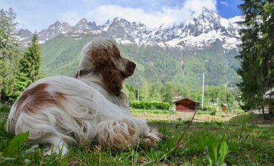 Happy English Cocker Spaniel Orange Roan Dog
