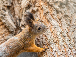 Portrait of a squirrel on a tree trunk